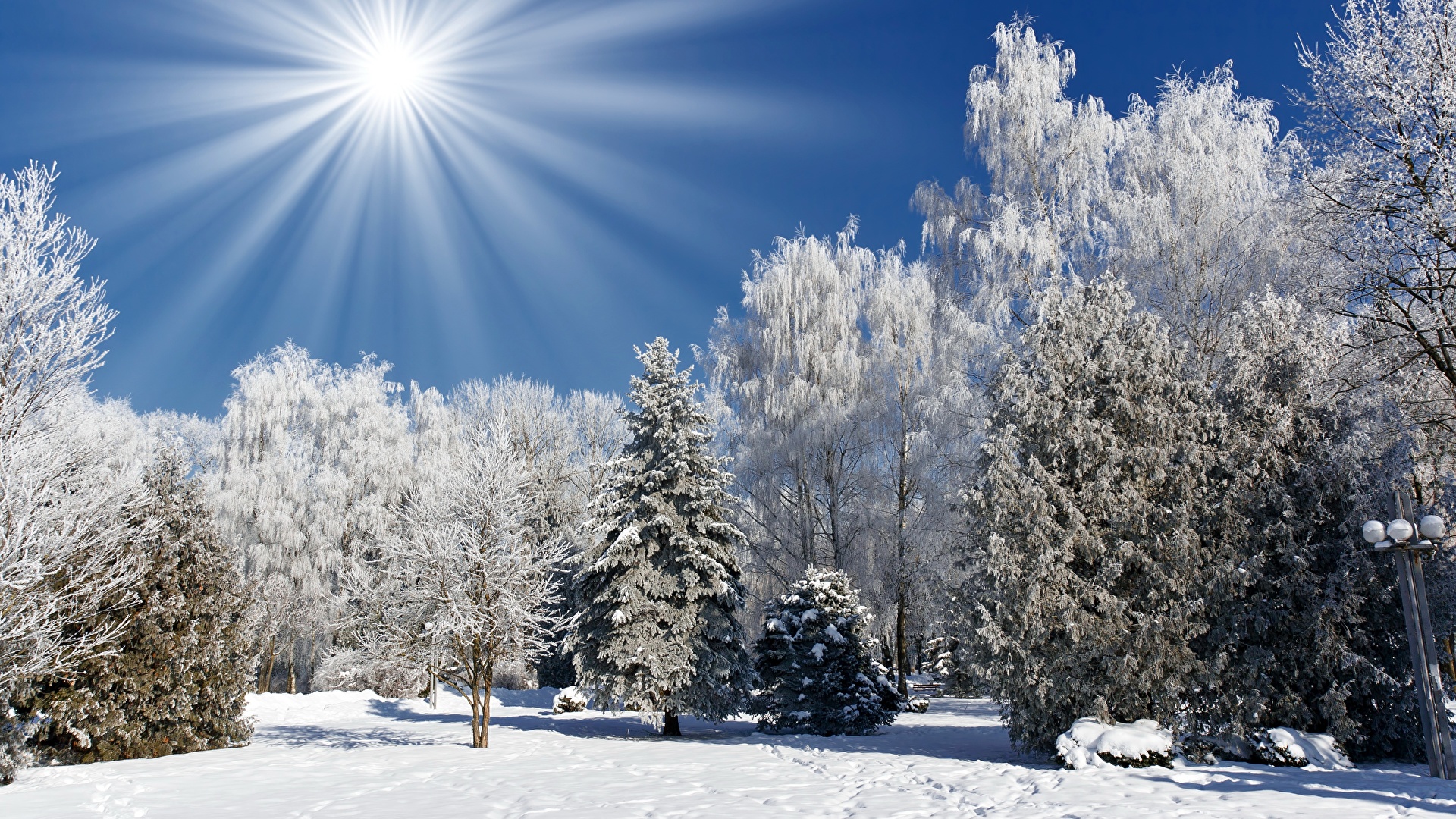 Une image pendant la saison d'hiver avec des rayons de lumière et des arbres enneigés
